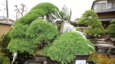 Cận cảnh 5 tác phẩm bonsai cổ nhất thế giới 