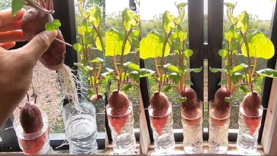 4 loại củ trong bếp trồng thành cây cảnh đẹp mê ly