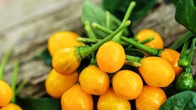 Điều ít biết về loại ớt đắt nhất thế giới, gần tỷ đồng/kg