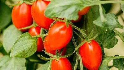 9 loại quả dễ "ngậm" hóa chất, trồng ban công tốt um