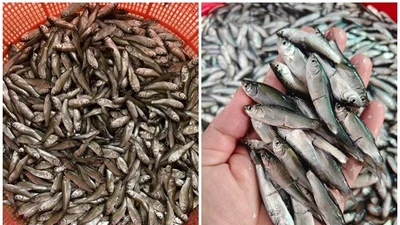 Loại cá tí hon trước "rẻ như cho" nay đắt ngang cá hồi 