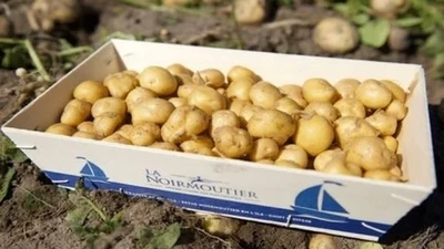 Loại củ đắt đỏ gần 30 triệu đồng/kg, chỉ một nơi có