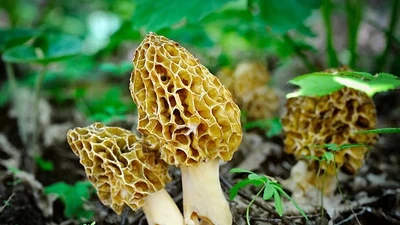 Nấm dại xấu xí "quý như vàng", hơn chục triệu đồng/kg