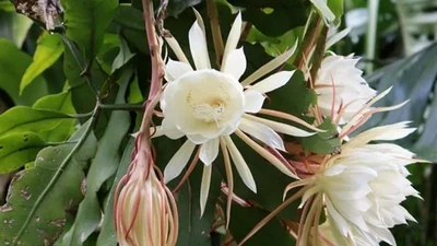 3 loại hoa "hao tiền" không nên trồng trong nhà 