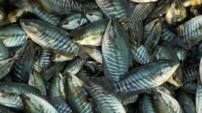  Giá cá giống tăng “sốc”