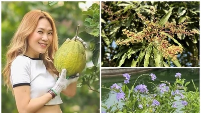 Nhà vườn như thiên đường xanh giữa lòng Sài Gòn của Mỹ Tâm 