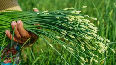 Loại rau "rẻ bèo" ở Việt Nam, nước ngoài gần 200.000 đồng/kg