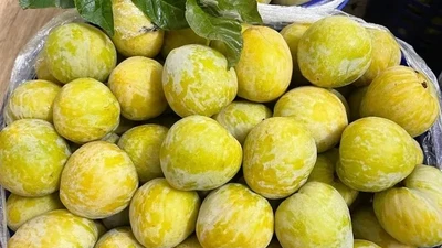 Mận lạ Trung Quốc 450.000 đồng/kg, khách tranh nhau mua