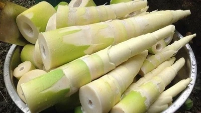 Cây mọc bờ bụi 250.000 đồng/kg vẫn hút khách 