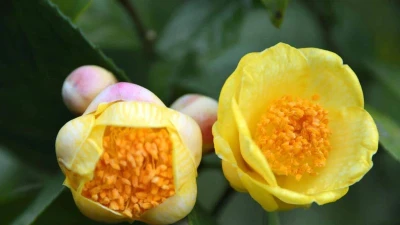 Loài hoa vài chục triệu/kg, nhà giàu coi như "báu vật"
