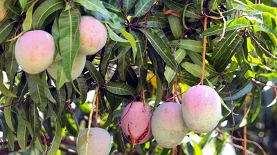 Xoài Úc rớt giá thê thảm, rụng la liệt khắp vườn