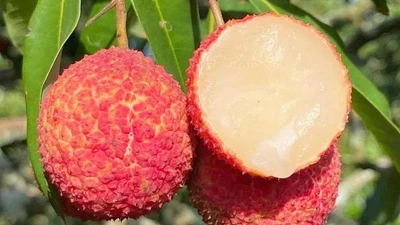 Vải thiều Trung Quốc 700.000 đồng/kg đổ bộ chợ Việt