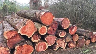 Loại gỗ quý như kim cương, giá 25 tỷ đồng ở Việt Nam