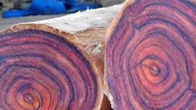 Kỳ lạ loại gỗ thối như 'tre ngâm' nhưng giá tiền tỷ