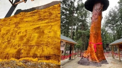 Tận mục "gỗ hoàng đế" giá trị gấp 8.000 lần thông thường