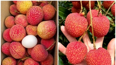 Vải trứng Hưng Yên đầu mùa đã "cháy hàng"