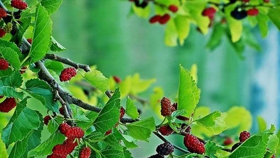 4 loại cây trồng trước nhà tưởng lành hóa dữ, xui đủ đường 