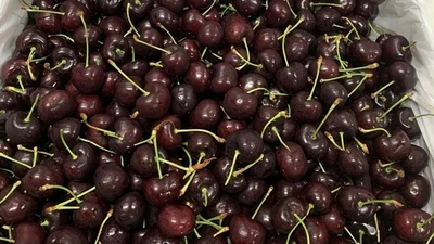 Cherry Mỹ đổ bộ thị trường Việt, giá rẻ kỷ lục 