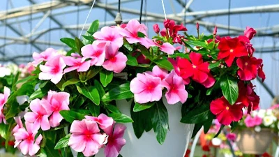 6 loại hoa dễ trồng như cỏ dại, hút lộc quanh năm 