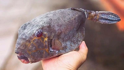 Loại cá nhìn như thủy quái, giá tiền triệu vẫn "cháy hàng"