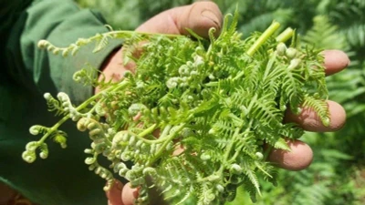 Rau dại ven suối bất ngờ thành đặc sản 200.000 đồng/kg 