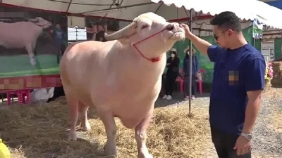 Con trâu bạch tạng được trả gần 4 tỷ, chủ quyết không bán
