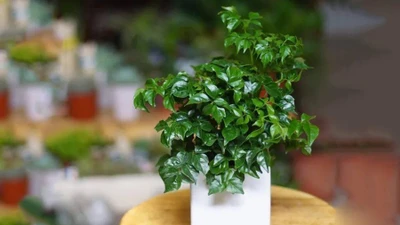 4 cây cảnh đặt phòng khách "hút tiền vào như nước"