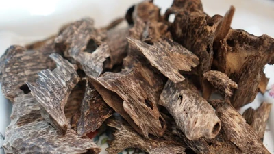 Loại gỗ gần 2,6 tỷ đồng/kg, nhà giàu đổ xô săn lùng 
