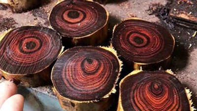 Tận thấy loại gỗ quý hiếm trị giá hàng trăm tỷ tại Việt Nam