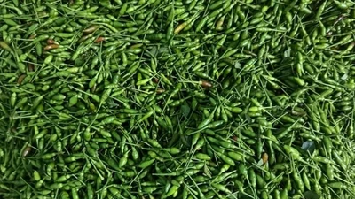 Quả mọc bờ rào xưa rụng đầy gốc nay 1 triệu đồng/kg vẫn đắt khách