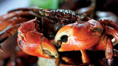 Đặc sản nghe tên lạ hoắc, dân bắt về kiếm nửa triệu/ngày 