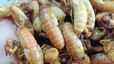 Đặc sản nhìn "chết khiếp" hơn nửa triệu đồng/kg 
