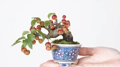 10 tác phẩm bonsai cho quả đẹp “ngây ngất" 