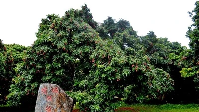 "Sửng sốt" cây vải cho quả 2 tỷ đồng/trái không đủ bán 