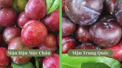 Cách đơn giản phân biệt mận Việt Nam với mận Trung Quốc