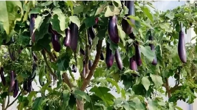 Cận cảnh cây cà tím khổng lồ cho tạ quả gây xôn xao
