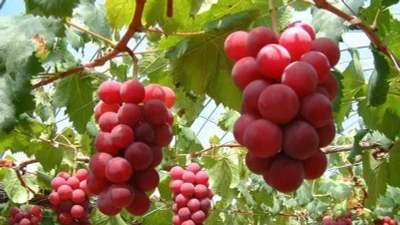  Loại nho 250 triệu đồng/chùm gây sốt toàn cầu ngon cỡ nào?