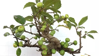 Trồng sung ở đâu trong nhà để "tiền vào như nước"?