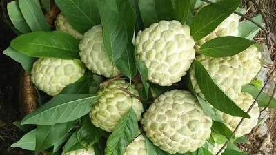 Cách mua na Đồng Bành chính hiệu, không hóa chất 
