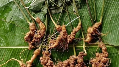 Sâm Lai Châu 300 triệu đồng/kg đặc biệt cỡ nào?