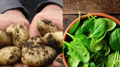 Bất ngờ 5 loại rau "đắt hơn vàng" chỉ dành cho nhà giàu 