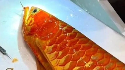 Cá rồng được trả gần 4 tỷ, chủ nhân quyết không bán