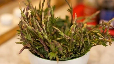 Loại rau từng là phế phẩm, nay 40 triệu đồng/kg