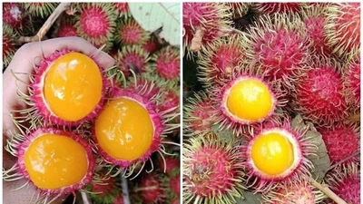 Chôm chôm rừng ruột vàng độc lạ hút khách 