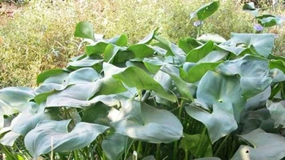 Rau dại xưa cho lợn ăn nay 90.000 đồng/kg vẫn hút khách