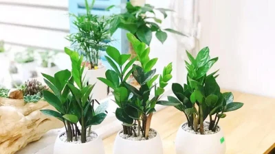 4 loại cây được ví như "thần giữ của" nếu trồng trong nhà