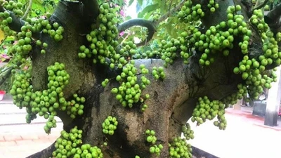 4 loại cây trồng trong nhà hút tiền vào "như nước lũ"