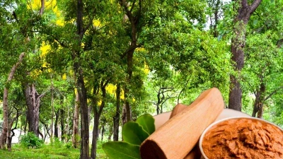 Loại gỗ chứa "vàng thơm", đại gia có tiền cũng khó mua 