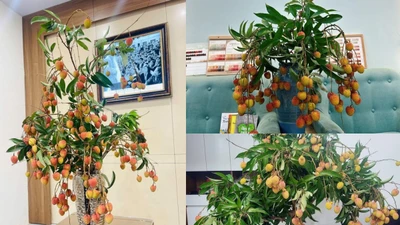Trend cành vải cắm bình mang đậm tinh thần “mùa nào thức ấy”