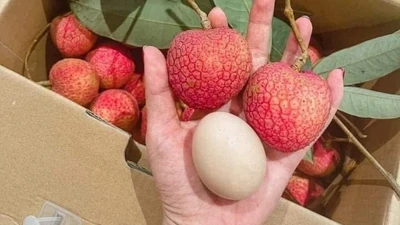 Loại vải hơn 10.000 đồng/quả vẫn "cháy hàng" ngon cỡ nào?